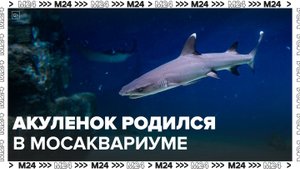 Детеныш белоперой акулы родился в "Москвариуме" - Москва 24