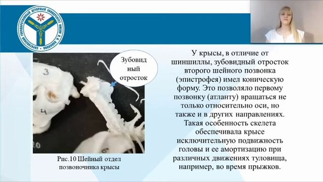 СРАВНИТЕЛЬНАЯ МОРФОЛОГИЯ СКЕЛЕТА ШИНШИЛЛЫ ДЛИННОХВОСТОЙ И КРЫСЫ