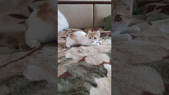 девочка кинкалоу, кёрл, Манчкин смотреть онлайн