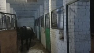 лошади, лошадиная ферма, кони, кобылы, кормления а денниках