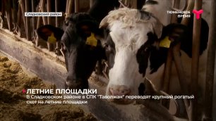 В Сладковском районе в СПК "Таволжан" переводят крупный рогатый скот на летние площадки
