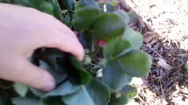 "Гребешки" земляника садовая смотреть онлайн