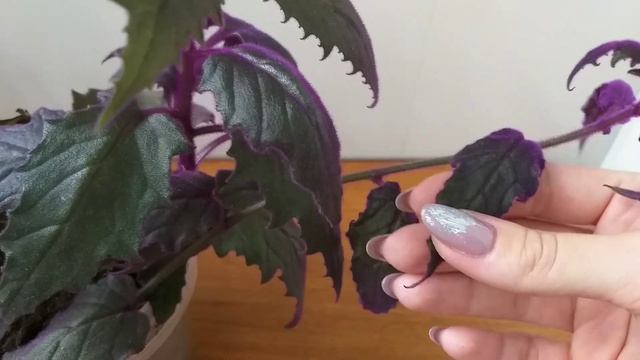Комнатные растения?Улучшаю освещение?Размножение?укоренение?пересадка гинуры?Сциндапсус Марбл Квин?