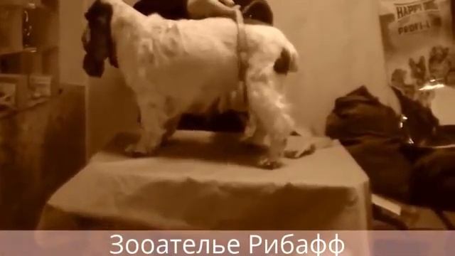 Зооателье Рибафф обмер сжатое