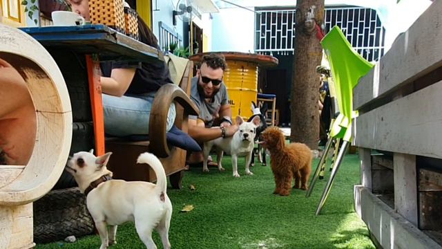 День собак в кафе Fork'n Lekker Garden Cafe. Нячанг.Вьетнам