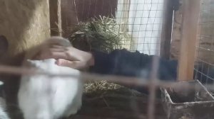 как надо кормить кроликов на мясо ?