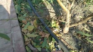 Осенняя формирующая обрезка деревьев: Персика, Абрикоса, Груши, Черешни, Яблони колоновидной.