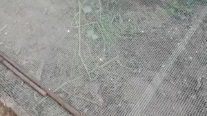 Черви в теплице . Подготовка теплицы.