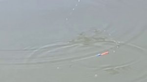 Карп на поплавок в полводы!