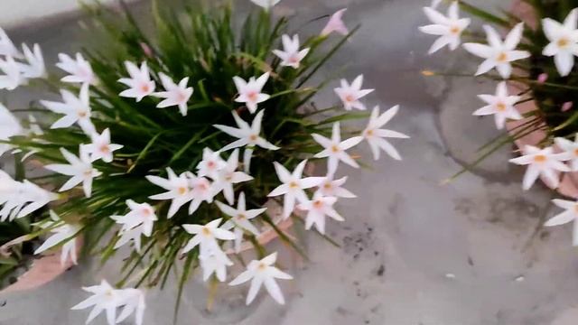 Zephyranthes Candida : White Rain Lily ?? смотреть онлайн