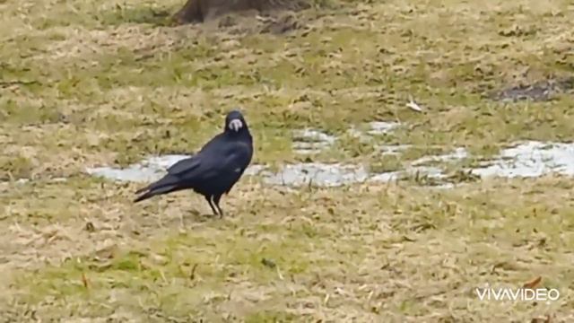 +10° февраль. Дрозды грачи вороны галки белки. Живые звуки природы смотреть онлайн