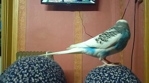 Брачные игры волнистых попугаев