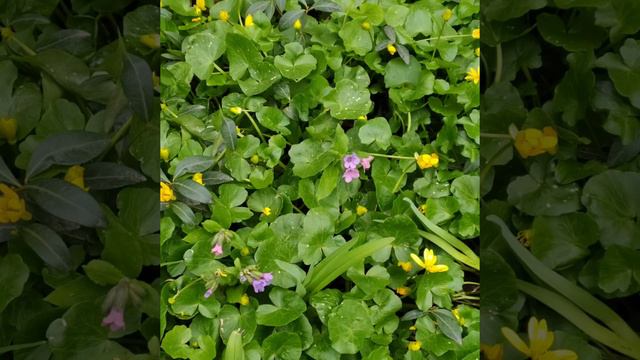 15 апреля 2022 г. Цветы в саду. Красиво весной. Цветы цветут в саду.Flowers in the garden.