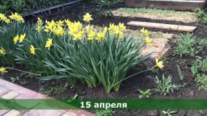 Посадка нарциссов в ячейки из-под яиц. Часть3. Весна 2022 | Planting daffodils in egg cells. Part3