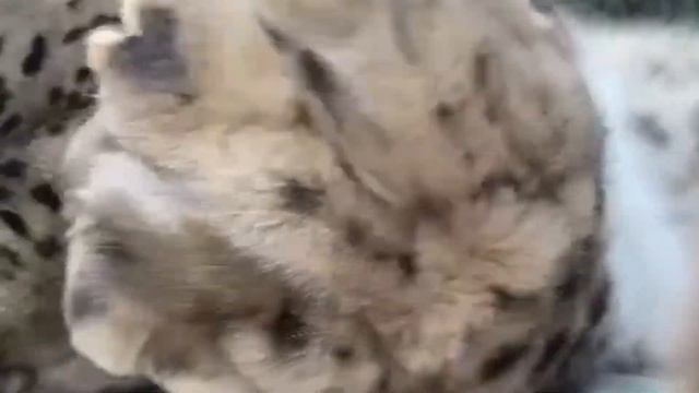 Snow Leopard Snuffles смотреть онлайн