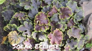 Осенний окрас листьев гейхерелла Solar Eclipse... сравнение окраса от места посадки