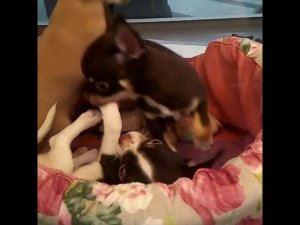 #ЧихуаХуа #ЮморСобаки смешные и забавные маленькие собачки