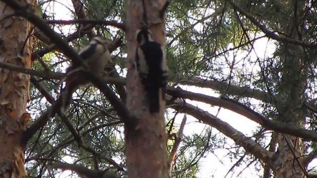 Дятлы...бывают же такие дятлы)) смотреть онлайн