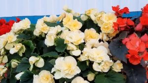 ВЕЛИКОЛЕПНЫЕ БЕГОНИИ СОЛЕНИИ СВЕТЛАНЫ.