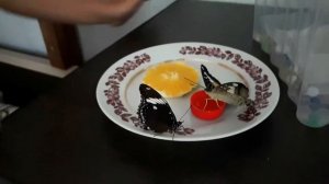 Бабочкариум. Ферма бабочек. Тропические Бабочки. Бабочки