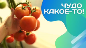 Это гибрид или сорт? Ранний или поздний? В общем чудо какое-то...Томат Чудо рынка