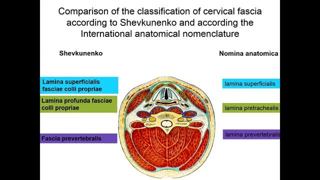 Topography of the neck
