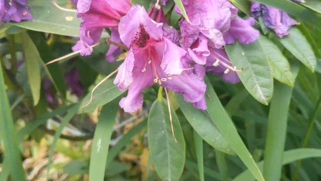 Особливості вирощування родендрона вічнозеленого і родендрона листопадного (азалії) смотреть онлайн