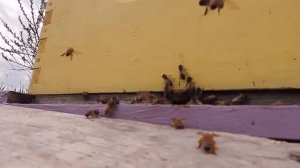 Рут - расширение гнезда вощиной и медовыми рамками