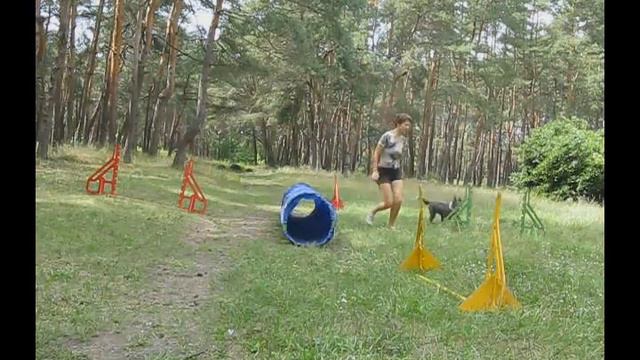 Бордер колли Рико. 4,5 месяца. Домашние тренировки смотреть онлайн