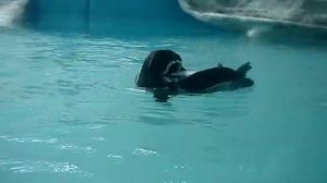 Как плавают ПИНГВИНЫ в пекинском зоопарке