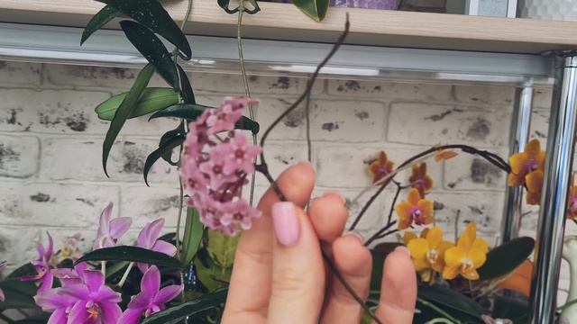 Мои ХОЙИ в орхолесу??? Красивое цветение Hoya Minibelle? смотреть онлайн