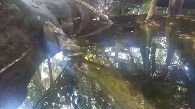 Piscilago Melgar Colombia смотреть онлайн