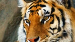 Tangerine Dream. Tyger.