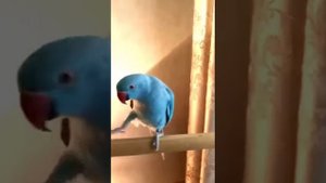 ожереловый попугай голубой