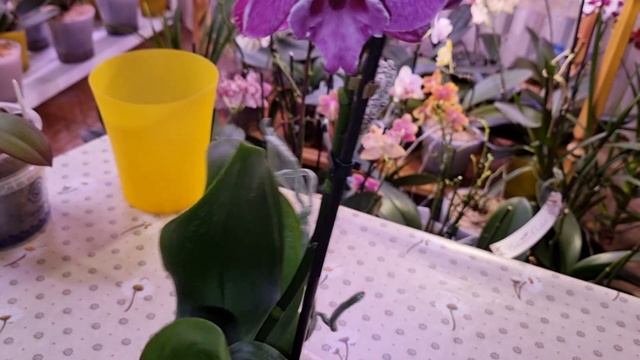 ОБЗОР | Новая ОРХИДЕЯ Биг Лип | Phal. Black Bear | Фаленопсис Чёрный Мишка смотреть онлайн