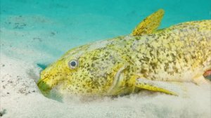 3 HOURS of 4K Underwater Wonders + Relaxing Music - Coral Reefs & Colorful Sea Life in UHD