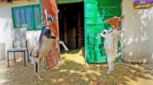 C козами случилось что-то странное! Утята впервые вышли на улицу! Почему Дима не пойдет в садик?