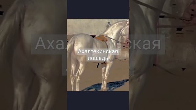 редкая порода Ахалтекинская лошадь #shorts #interesting #horse #лошади