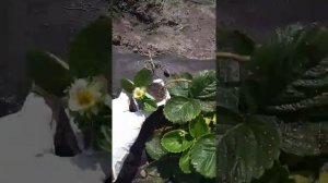 Клубника Альба и Альбион