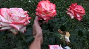 Роза Императрица Фарах , цветение в августе, роза Дабл делайт