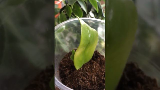 Замиокулькас из листика. Размножение Замиокулькаса. Очень простой способ размножения замика смотреть онлайн