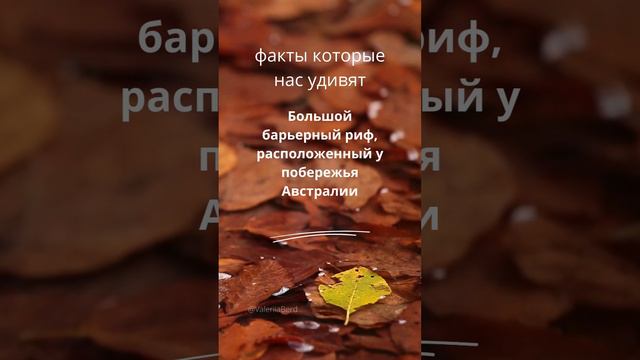 Большой барьерный риф #шортс #шортсы #шортсвидео #shortsvideo #shortvideo