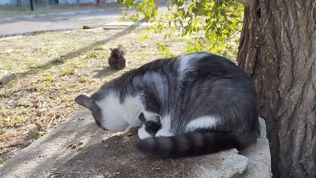 Кормление тех, кто всегда ждет