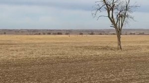 Охота на зайца с борзыми собаками