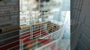 ПТЕНЦЫ!? Чем кормить НЕРАЗЛУЧНИКОВ