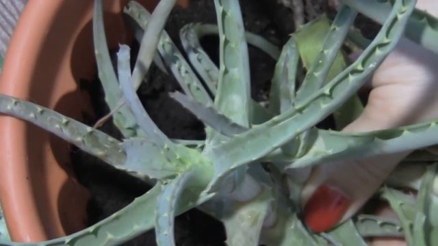 Посадка Алоэ.Как Посадить Алоэ. смотреть онлайн