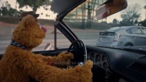 МУРАД И ШЕРСТЬ. Мурад катается с шерстью