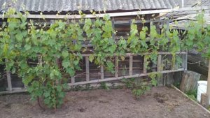 Северный ранний сорт винограда, состояние кустов на 23.06.2020 года