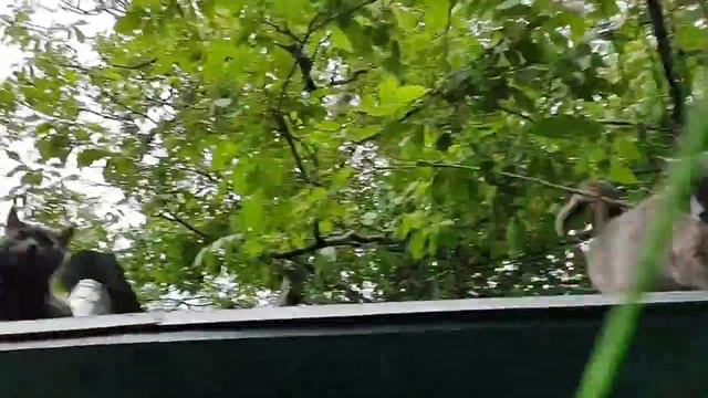 Гомоку -- пять в ряд смотреть онлайн