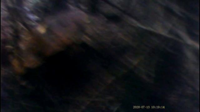 Білі Гриби в Карпатах 13 07 2020 смотреть онлайн